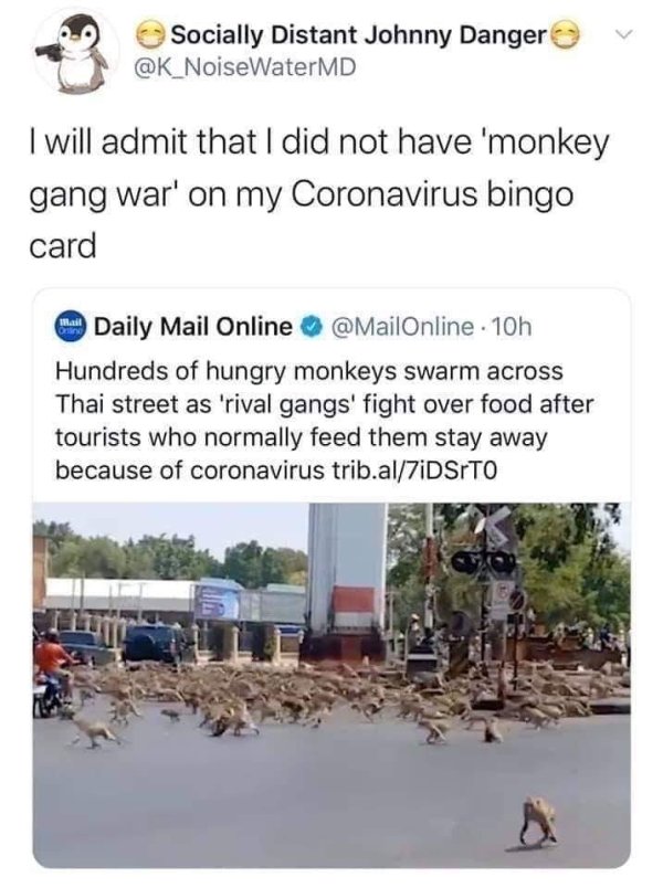 monkey gang war coronavirus - Socially Distant Johnny Danger I will admit that I did not have 'monkey gang war' on my Coronavirus bingo card Daily Mail Online . 10h Hundreds of hungry monkeys swarm across Thai street as 'rival gangs' fight over food after