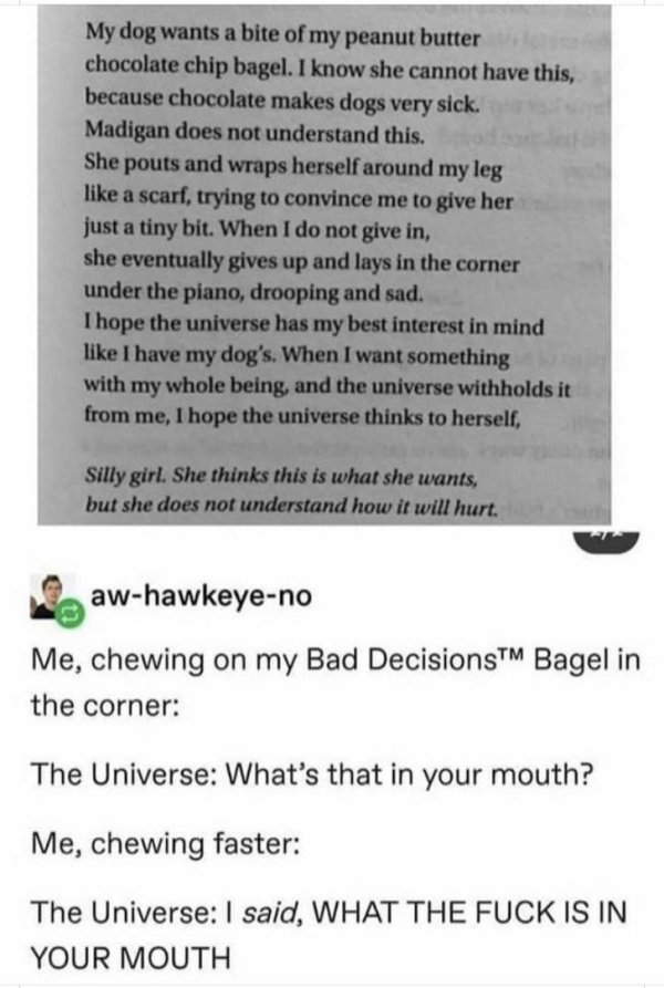 me chewing on my bad decisions bagel - My dog wants a bite of my peanut butter chocolate chip bagel. I know she cannot have this, because chocolate makes dogs very sick. Madigan does not understand this. She pouts and wraps herself around my leg a scarf, 