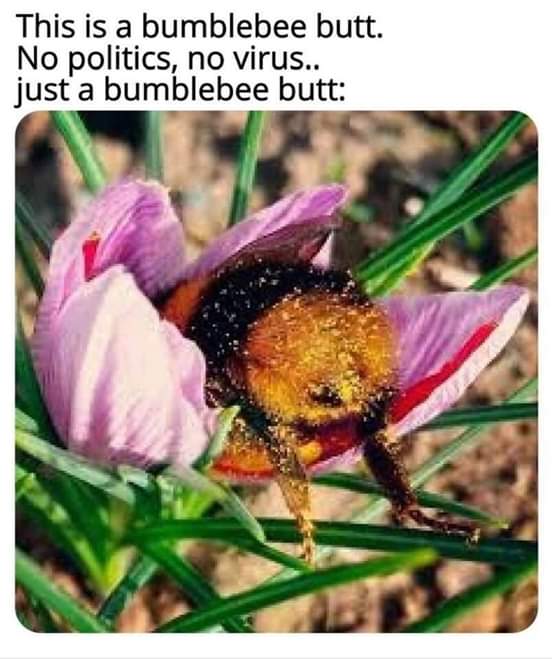 flower - This is a bumblebee butt. No politics, no virus.. just a bumblebee butt