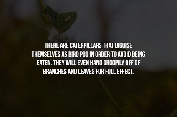 photo caption - There Are Caterpillars That Diguise Themselves As Bird Poo In Order To Avoid Being Eaten. They Will Even Hang Droopily Off Of Branches And Leaves For Full Effect.