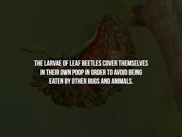 The Larvae Of Leaf Beetles Cover Themselves In Their Own Poop In Order To Avoid Being Eaten By Other Bugs And Animals.