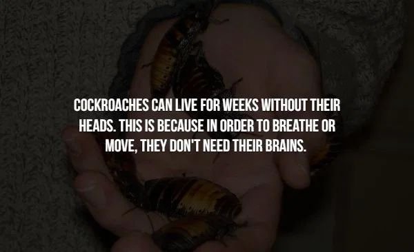 mouth - Cockroaches Can Live For Weeks Without Their Heads. This Is Because In Order To Breathe Or Move, They Don'T Need Their Brains.