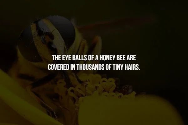 macro photography - The Eye Balls Of A Honey Bee Are Covered In Thousands Of Tiny Hairs.