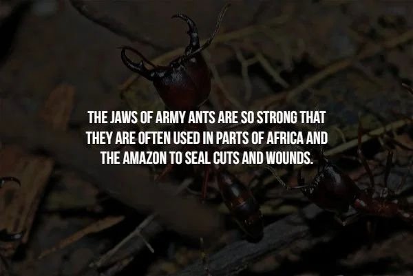 insect - The Jaws Of Army Ants Are So Strong That They Are Often Used In Parts Of Africa And The Amazon To Seal Cuts And Wounds.