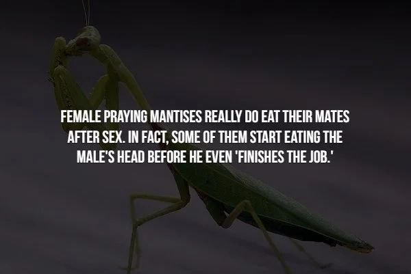 action against hunger - Female Praying Mantises Really Do Eat Their Mates After Sex. In Fact, Some Of Them Start Eating The Male'S Head Before He Even 'Finishes The Job.