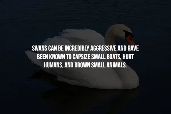 beak - Swans Can Be Incredibly Aggressive And Have Been Known To Capsize Small Boats, Hurt Humans, And Drown Small Animals.