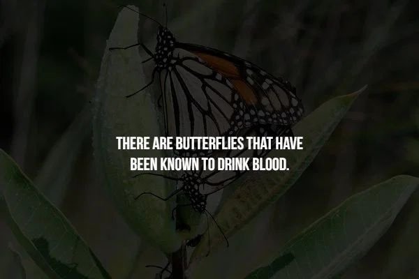 monarch butterfly - There Are Butterflies That Have Been Known To Drink Blood.