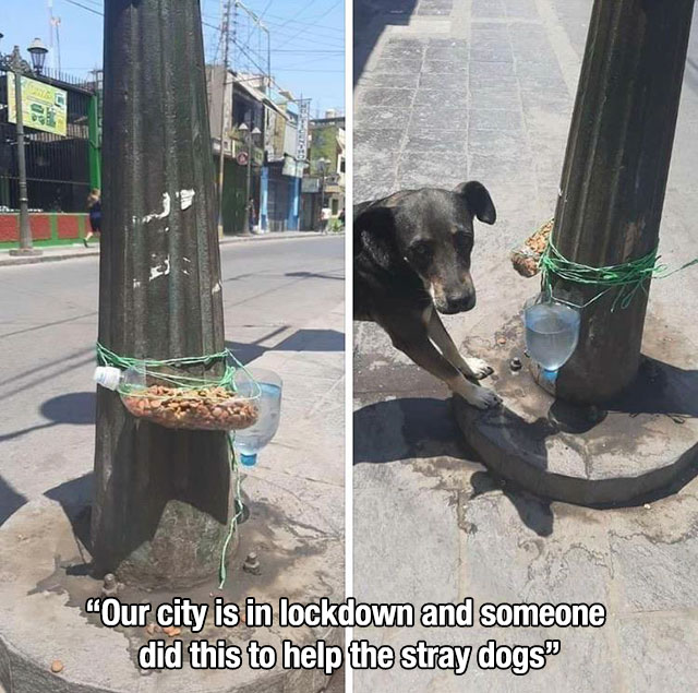 dog - "Our city is in lockdown and someone did this to help the stray dogs"