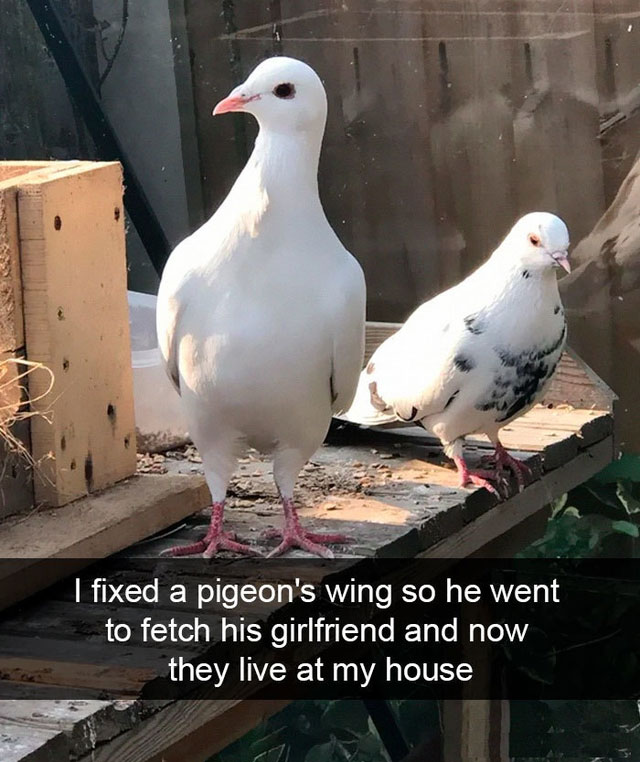 quarantine memes - I fixed a pigeon's wing so he went to fetch his girlfriend and now they live at my house