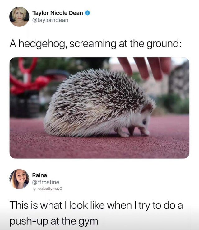 hedgehog screaming at the ground - Taylor Nicole Dean A hedgehog, screaming at the ground Raina ig realpettymayo This is what I look when I try to do a pushup at the gym
