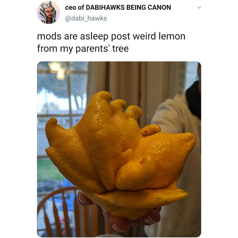 ceo of Dabihawks Being Canon mods are asleep post weird lemon from my parents' tree