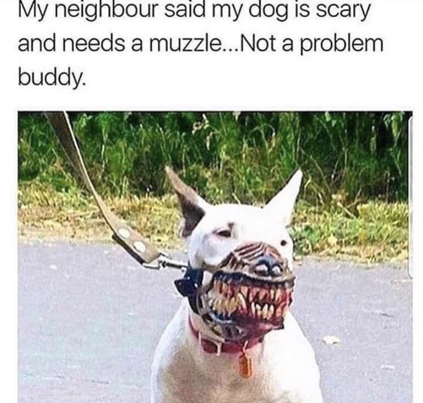 cute muzzle - My neighbour said my dog is scary and needs a muzzle... Not a problem buddy.