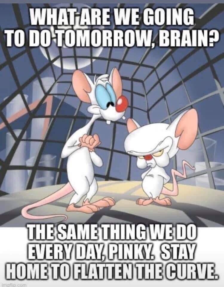 pinky and the brain memes - What Are We Going To Do Tomorrow, Brain? The Same Thing We Do Every Day Pinky. Stay Home To Flatten The Curve. matcom