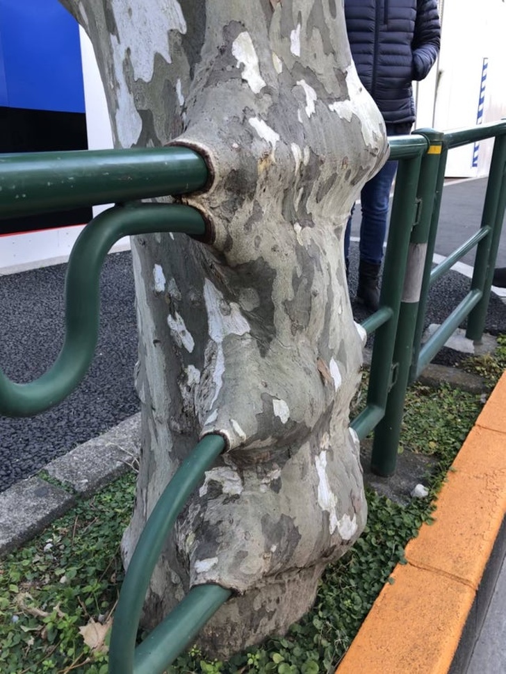 old tree growing around metal poles