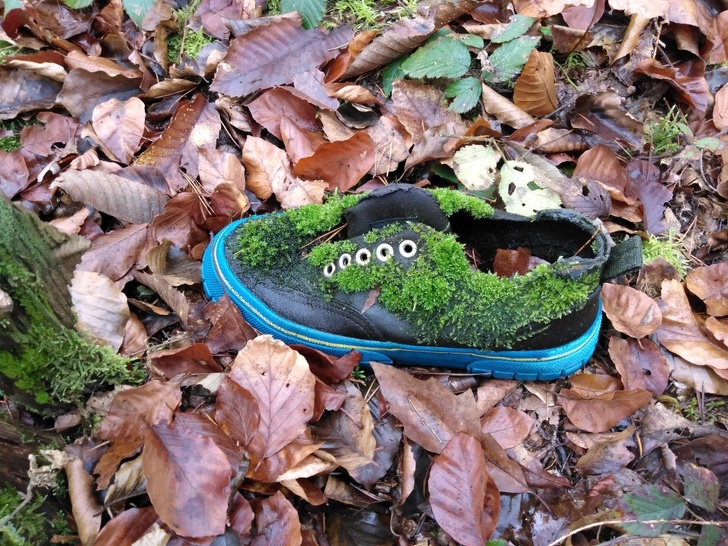Fashion - abandoned shoe covered in green moss