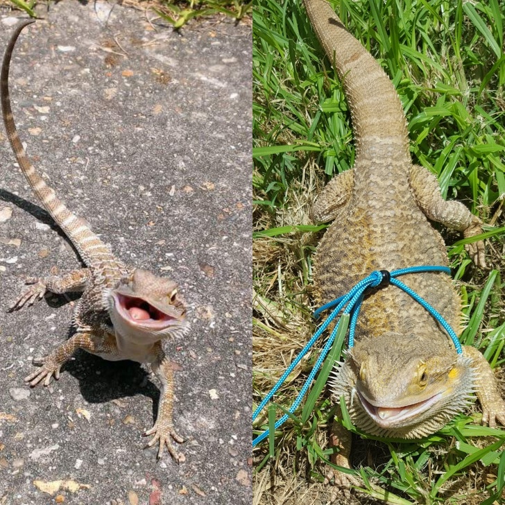 terrestrial animal - baby iguana vs 5 year old iguana
