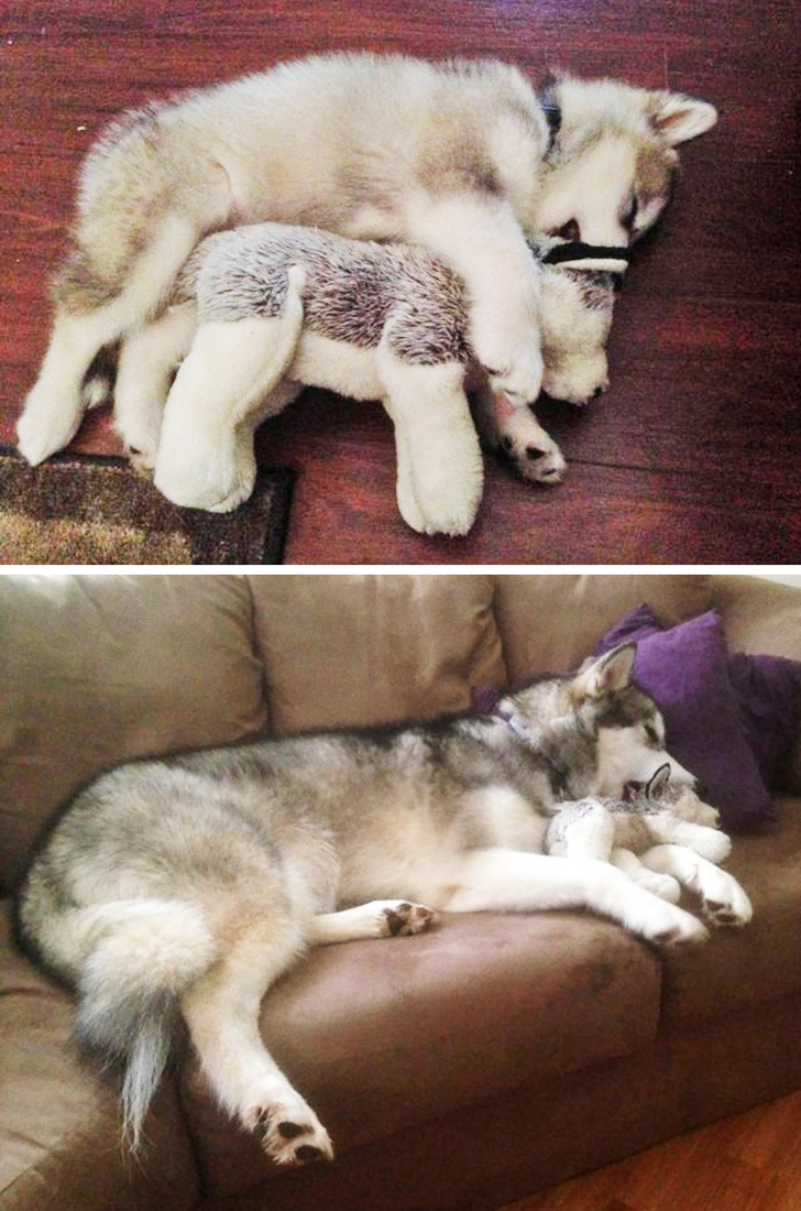 cute husky memes - baby husky snuggling stuffed animal - adult husky snuggling same stuffed animal