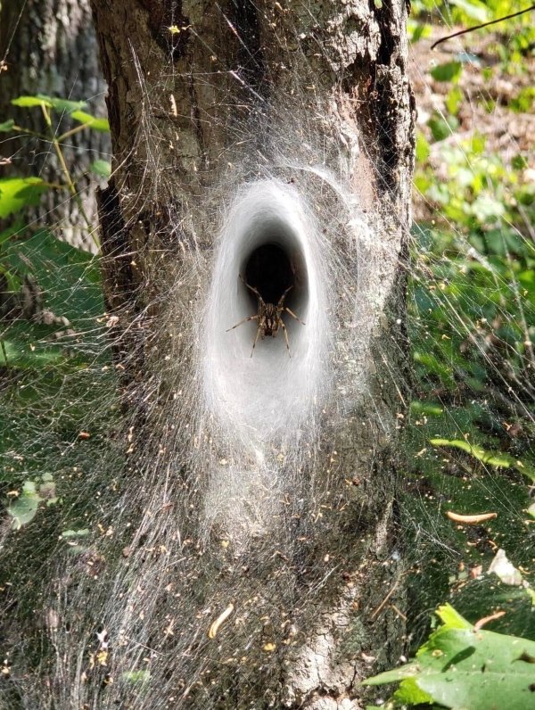 spider nest