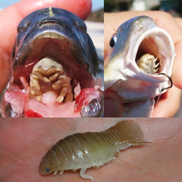 cymothoa exigua