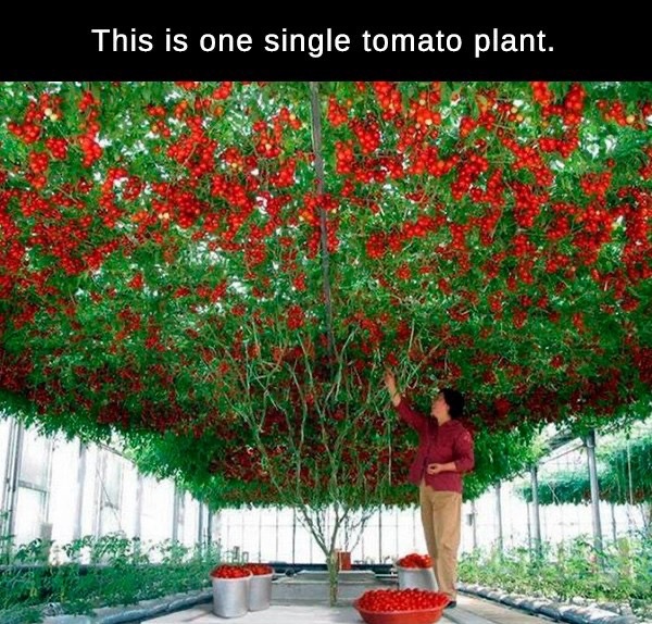 disney tomato tree - This is one single tomato plant.