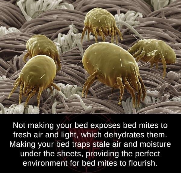 sex mites - Not making your bed exposes bed mites to fresh air and light, which dehydrates them. Making your bed traps stale air and moisture under the sheets, providing the perfect environment for bed mites to flourish.