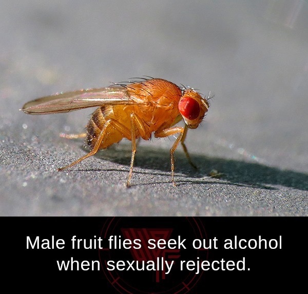 fruit fly meme - Male fruit flies seek out alcohol when sexually rejected.