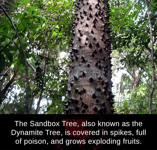 sandbox tree - The Sandbox Tree, also known as the Dynamite Tree, is covered in spikes, full of poison, and grows exploding fruits.