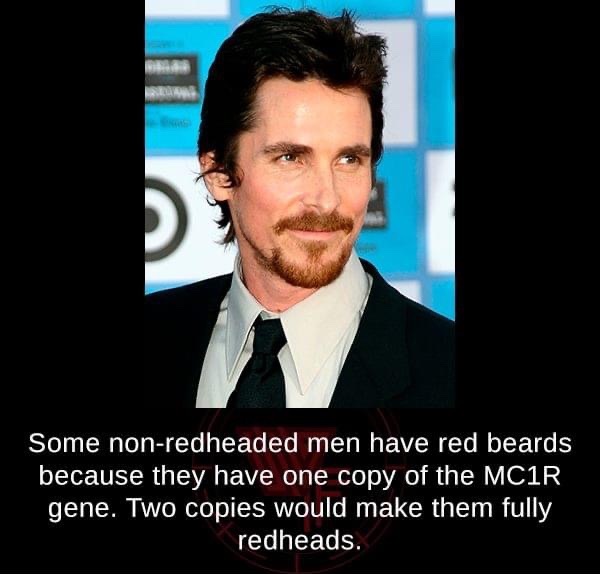christian bale cavanhaque - Some nonredheaded men have red beards because they have one copy of the Mcir gene. Two copies would make them fully redheads.