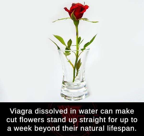 vase - Viagra dissolved in water can make cut flowers stand up straight for up to a week beyond their natural lifespan.