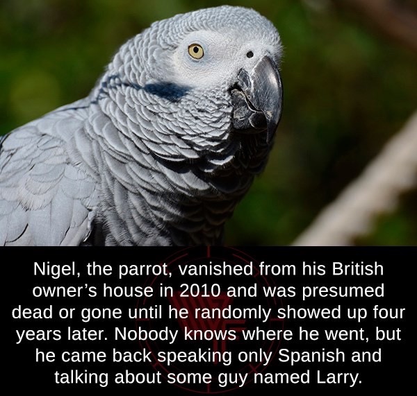 Nigel, the parrot, vanished from his British owner's house in 2010 and was presumed dead or gone until he randomly showed up four he came back speaking only Spanish and talking about some guy named Larry.