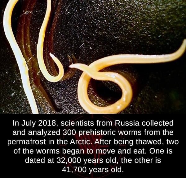prehistoric worms russia - In , scientists from Russia collected and analyzed 300 prehistoric worms from the permafrost in the Arctic. After being thawed, two of the worms began to move and eat. One is dated at 32,000 years old, the other is 41,700 years 