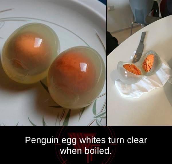 boiled penguin egg - Penguin egg whites turn clear when boiled.