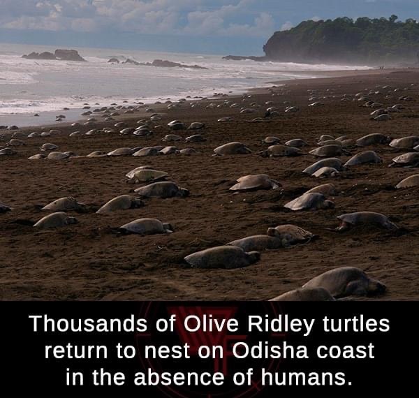 shore - Thousands of Olive Ridley turtles return to nest on Odisha coast in the absence of humans.
