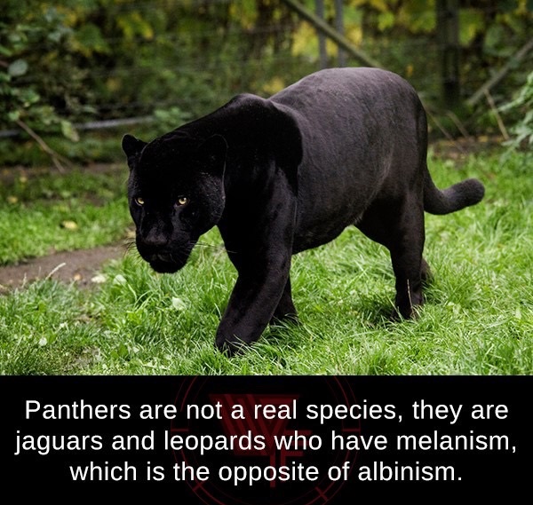 black panther animal - Panthers are not a real species, they are jaguars and leopards who have melanism, which is the opposite of albinism.