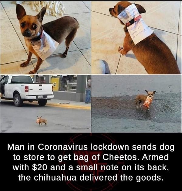 dog - Man in Coronavirus lockdown sends dog to store to get bag of Cheetos. Armed with $20 and a small note on its back, the chihuahua delivered the goods.