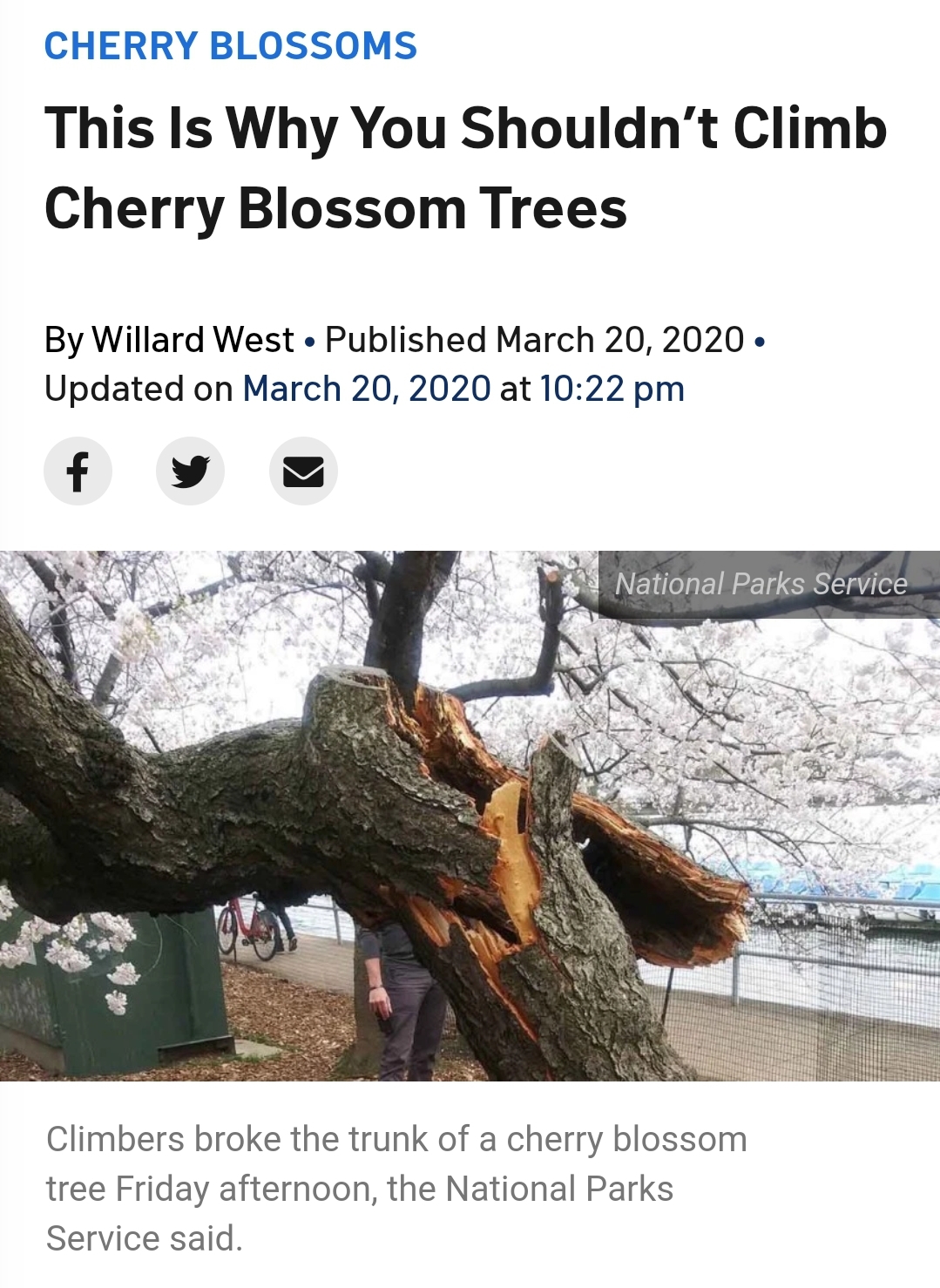 tree - Cherry Blossoms This Is Why You Shouldn't Climb Cherry Blossom Trees By Willard West. Published . Updated on at National Parks Service Climbers broke the trunk of a cherry blossom tree Friday afternoon, the National Parks Service said.