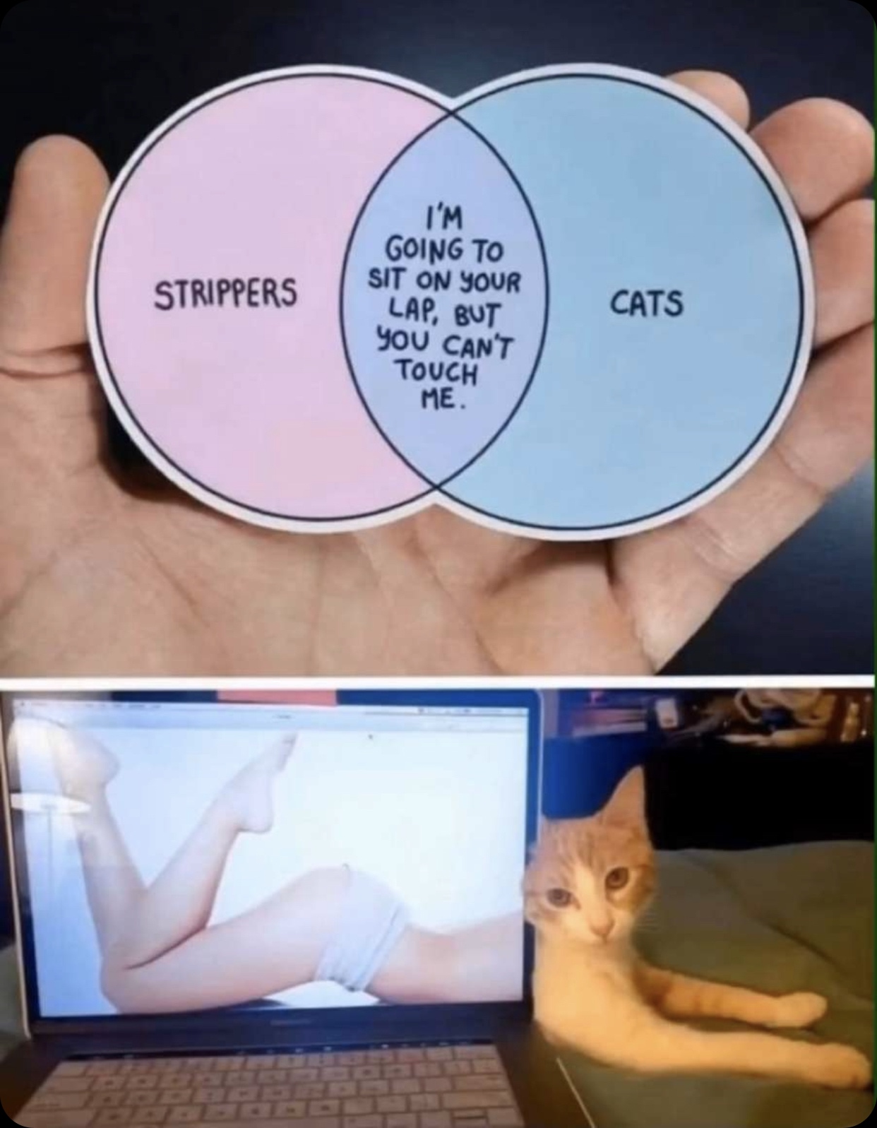 Internet meme - I'M Going To Sit On Your Lap, But Strippers Cats You Can'T Touch Me