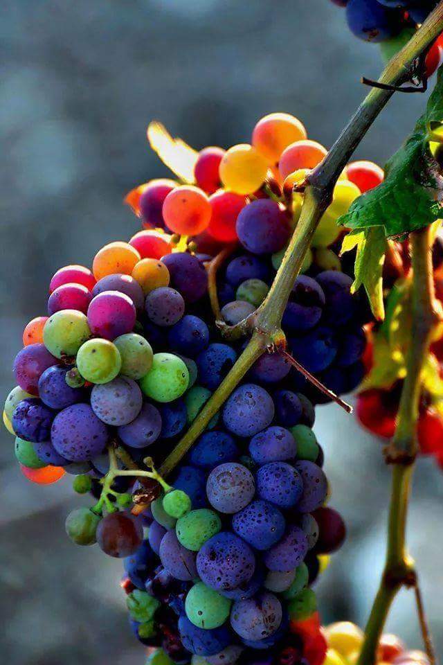 rainbow grapes