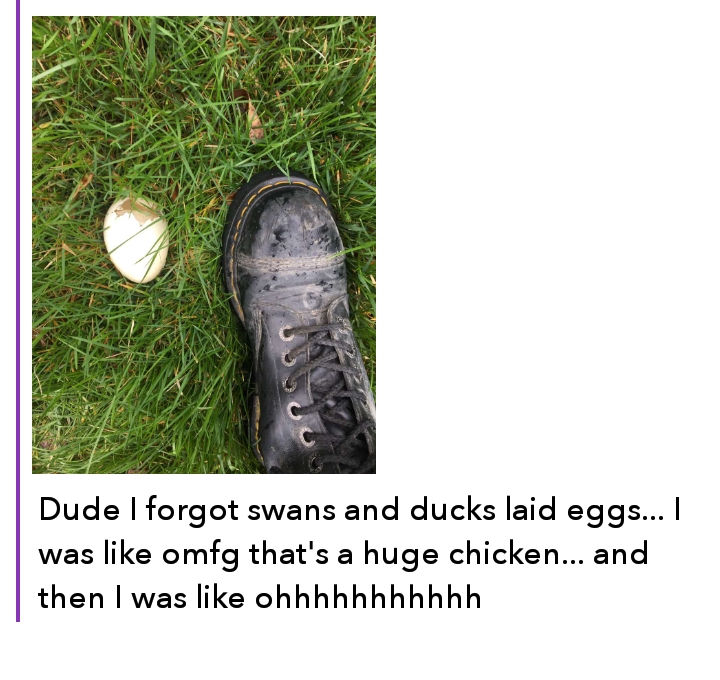 grass - Dude I forgot swans and ducks laid eggs... I was omfg that's a huge chicken... and then I was ohhhhhhhhhhh