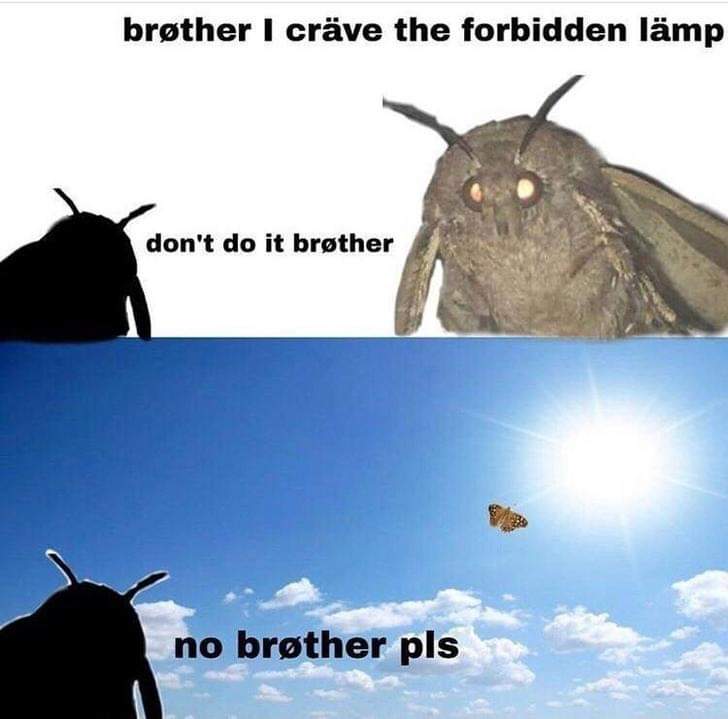 moth memes - brther I crave the forbidden lmp don't do it brther no brther pls