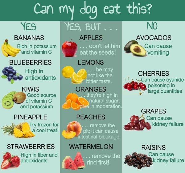 fruit can t dogs eat - Can my dog eat this? Yes, But Yes Bananas Rich in potassium and vitamin C Avocados Can cause vomiting Blueberries High in antioxidants Apples ... don't let him eat the seeds! Lemons ... he may not the bitter taste. Oranges . they're