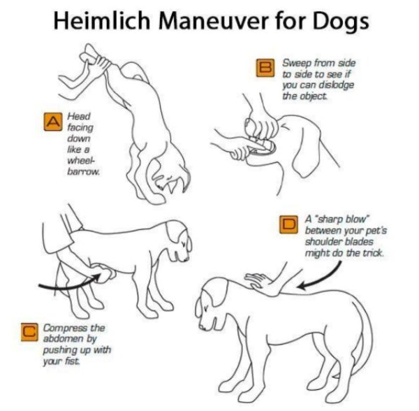 heimlich maneuver on dog - Heimlich Maneuver for Dogs Sweep from side to side to see if you can dislodge the object Head facing down a wheel barrow. A 'sharp blow between your pet's shoulder blades might do the trick Compress the abdomen by pushing up wit