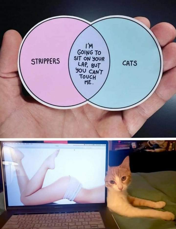 cartoon - Strippers I'M Going To Sit On Your Lap, But You Can'T Touch Me Cats