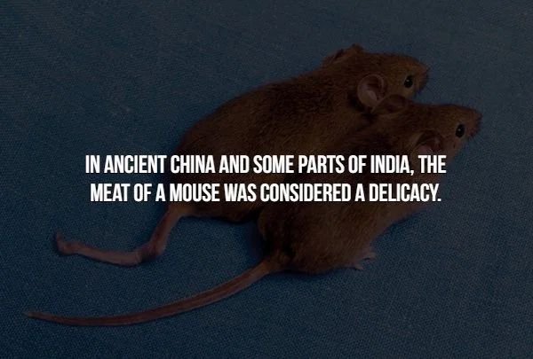 mouse - In Ancient China And Some Parts Of India, The Meat Of A Mouse Was Considered A Delicacy.