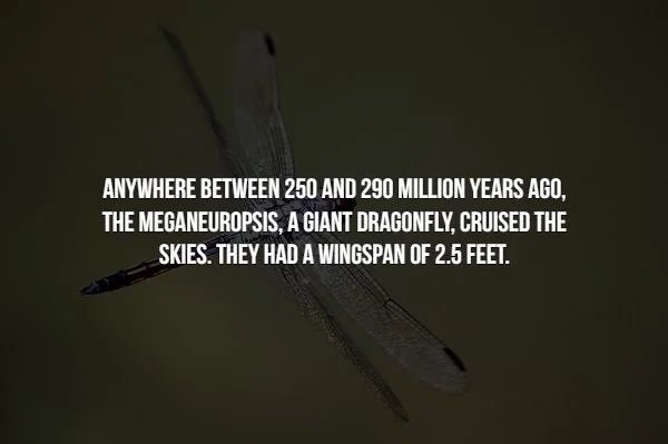 insect - Anywhere Between 250 And 290 Million Years Ago. The Meganeuropsis, A Giant Dragonfly, Cruised The Skies. They Had A Wingspan Of 2.5 Feet.