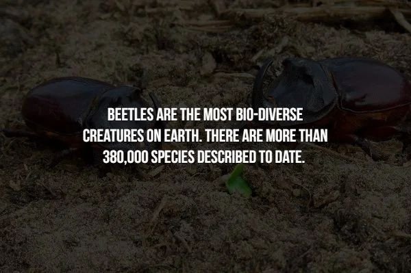 soil - Beetles Are The Most BioDiverse Creatures On Earth. There Are More Than 380.000 Species Described To Date.