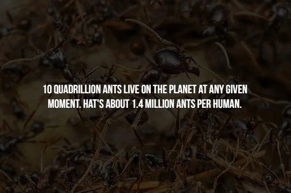 biome - 10 Quadrillion Ants Live On The Planet At Any Given Moment. Hat'S About 1.4 Million Ants Per Human.
