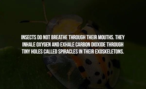 photo caption - Insects Do Not Breathe Through Their Mouths. They Inhale Oxygen And Exhale Carbon Dioxide Through Tiny Holes Called Spiracles In Their Exoskeletons.