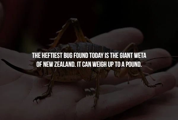canterbury rugby football union - The Heftiest Bug Found Today Is The Giant Weta Of New Zealand. It Can Weigh Up To A Pound.
