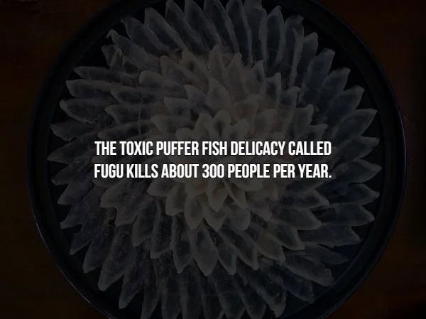 fugu sashimi - The Toxic Puffer Fish Delicacy Called Fugu Kills About 300 People Per Year.